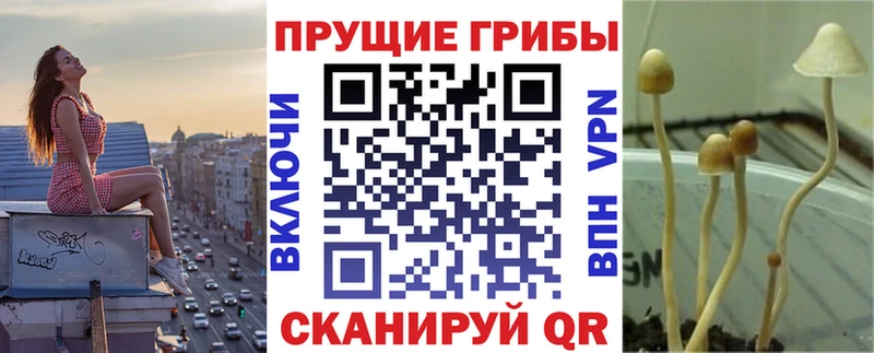Галлюциногенные грибы Psilocybe  Жирновск 